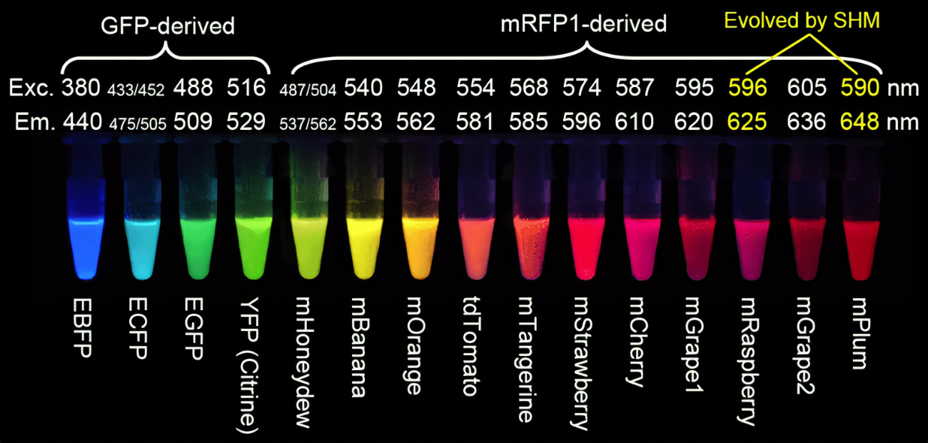 R (2).png