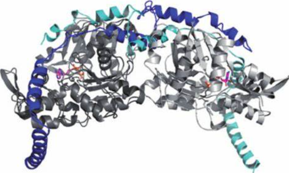 Anti-Tau Oligomeric complex mA