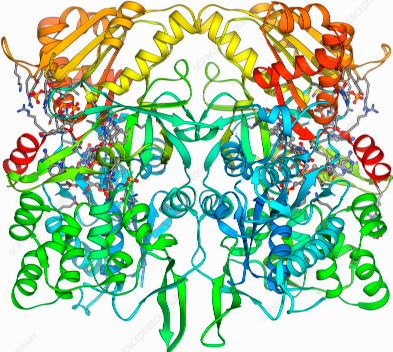 Anti-Nitric Oxide Synthase mAb