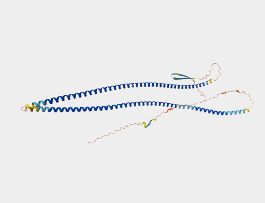 Anti-Peripherin  mAbs