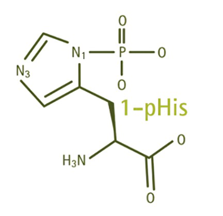 Anti-1-pHis mAbs