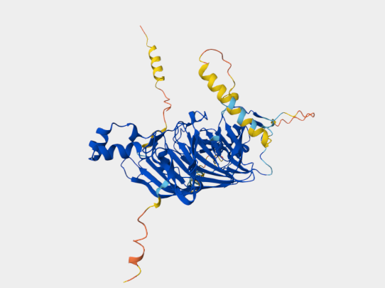 Anti-11S globulin seed storage protein mAbs
