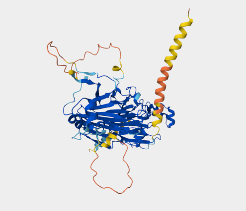 Anti-11S globulin subunit mAbs