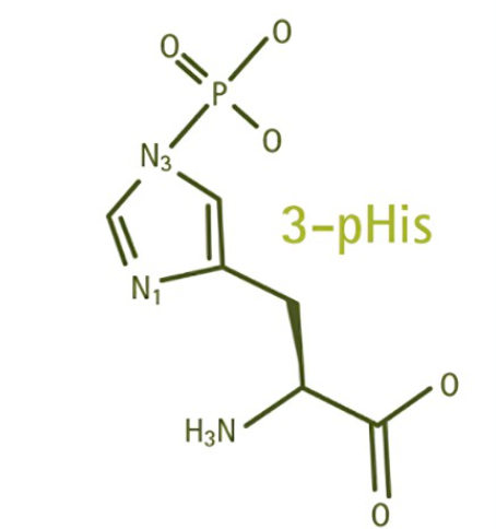 Anti-3-pHis mAbs