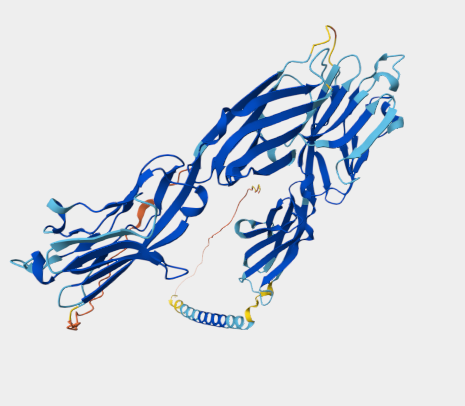 Anti-4Ig-B7H3 mAbs