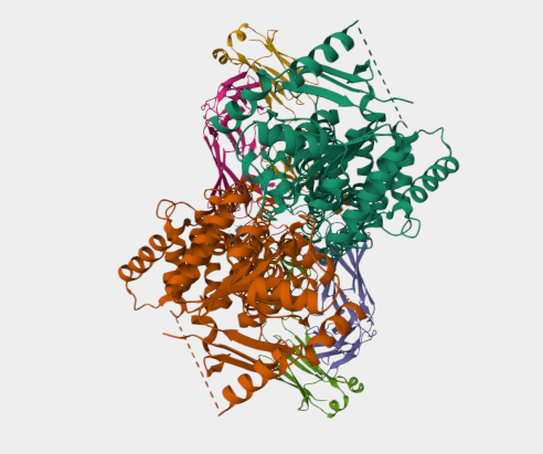 Anti-ABCG2 mAbs