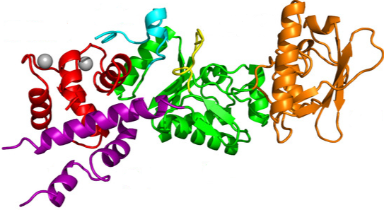 Anti-Adenylate Cyclase Toxin mAbs