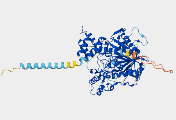 Anti-Acetylcholinesterase mAbs