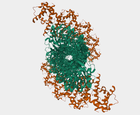 Anti-ACTB/NUCL complex mAbs