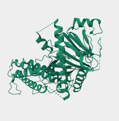 Anti-Alpha-ketoglutarate-dependent dioxygenase FTO mAbs