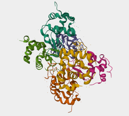 Anti-Alpha-lactalbumin mAbs