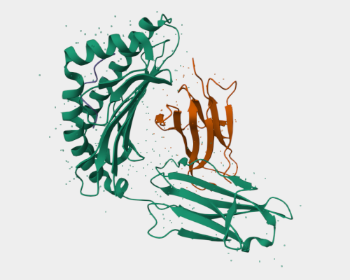 Anti-Alpha-Fetoprotein mAbs