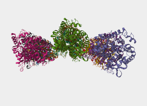 Anti-Alpha-Tubulin mAbs