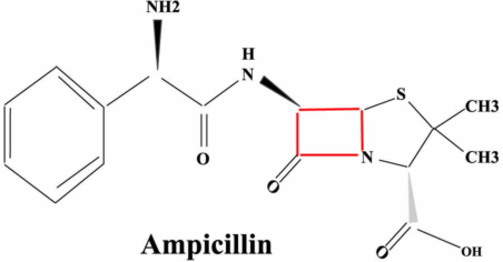 Anti-Ampicillin mAbs
