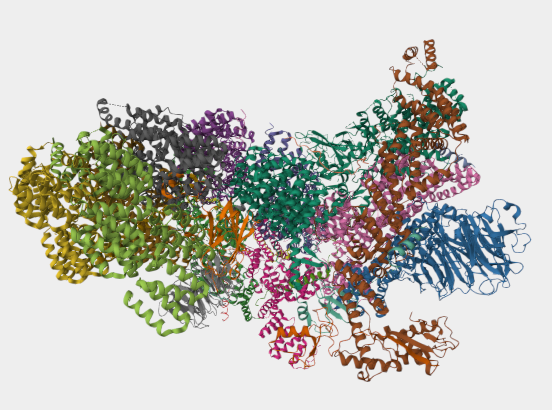 Anti-ANAPC2 mAbs