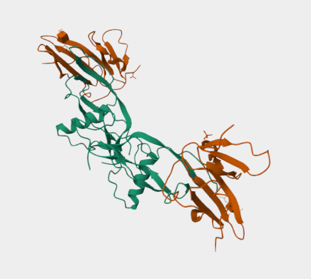 Anti-anti-Mullerian hormone mAbs
