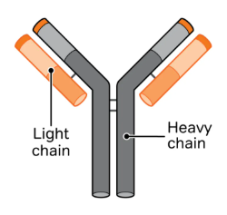 Anti-antibody heavy chain mAbs