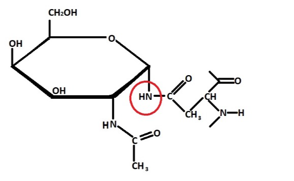 Anti-Apical complex glycoprotein CSL mAbs