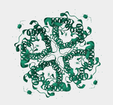 Anti-Aquaporin 4 mAbs