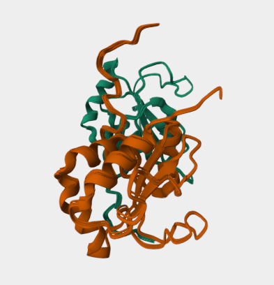 Anti-Arg-2 mAbs