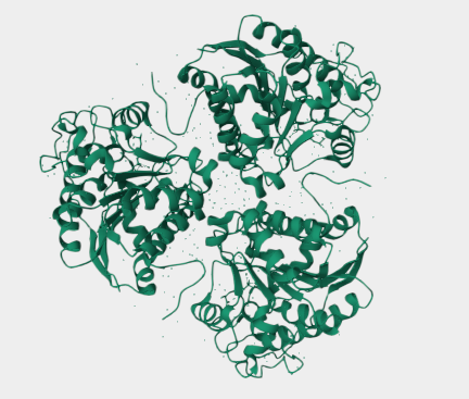 Anti-Arginase 1 mAbs