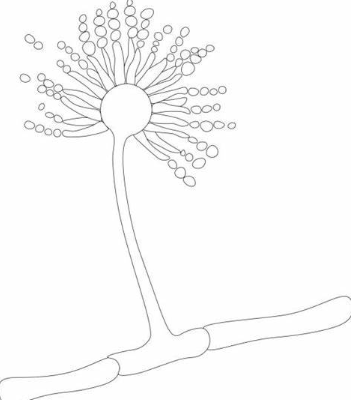 Anti-Aspergillus fumigatus cell walls mAbs