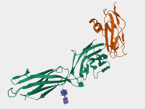 Anti-B7-H6 mAbs
