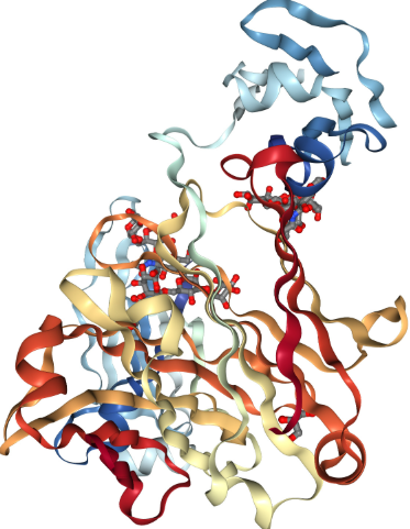 Anti-Baboon IgG2 mAbs