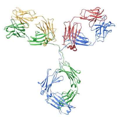 Anti-Baboon IgG1 mAbs