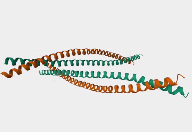 Anti-Basal cell Cytokeratin mAbs