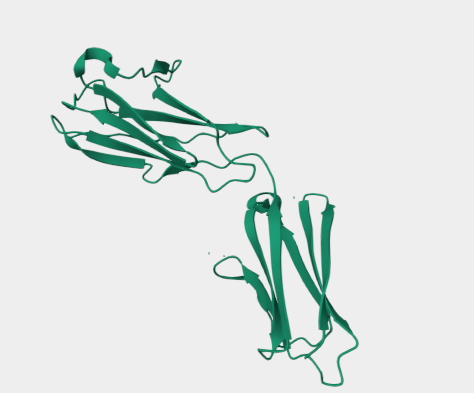 Anti-Basigin mAbs
