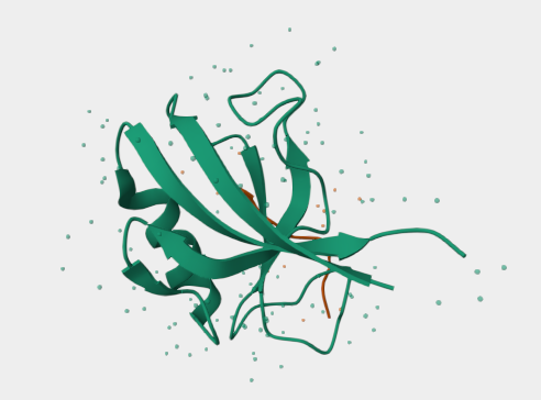 Anti-c-erbB2 mAbs
