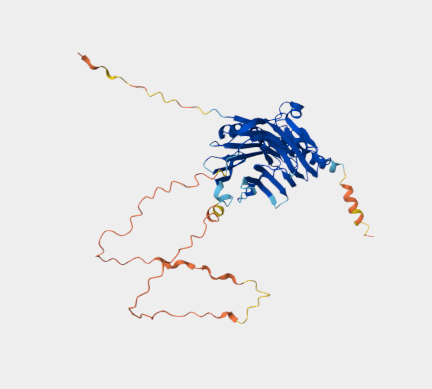 Anti-Calreticulin mAbs