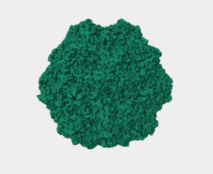 Anti-Capsid protein VP1 mAbs