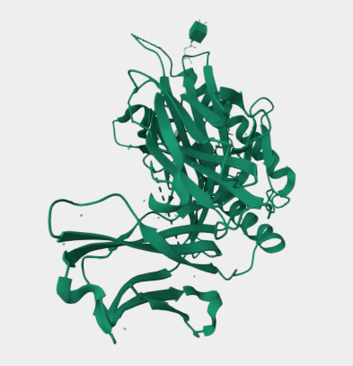 Anti-CD1c mAbs