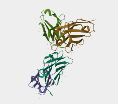 Anti-CD3 mAbs