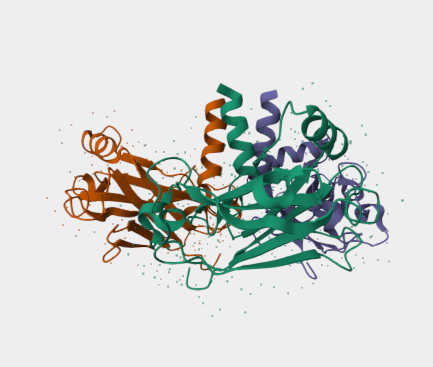 Anti-CD30 mAbs