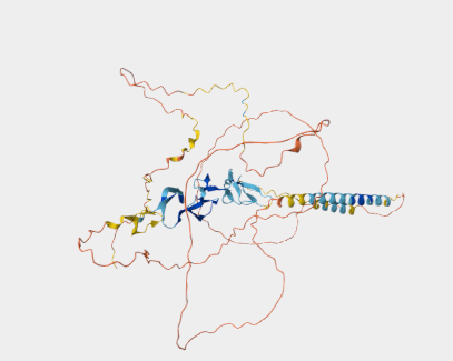 Anti-CD30 mAbs