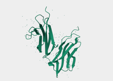 Anti-CD32 mAbs