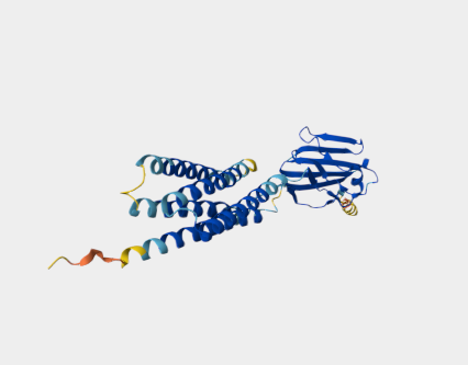 Anti-CD47 mAbs