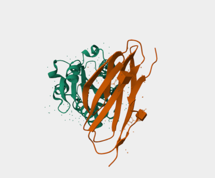 Anti-CD50 mAbs