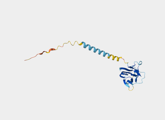 Anti-CD70 mAbs