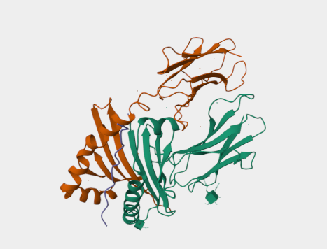 Anti-CD74 mAbs