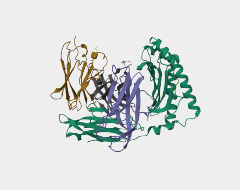 Anti-CD8a mAbs
