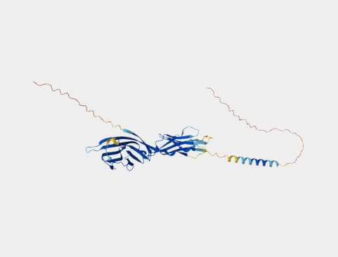 Anti-CD86 mAbs