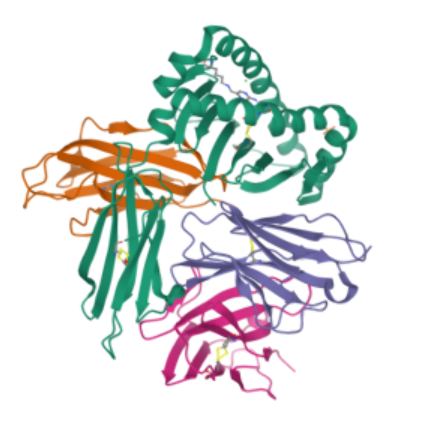Anti-CD8a mAbs