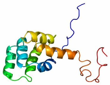 Anti-CD95 mAbs