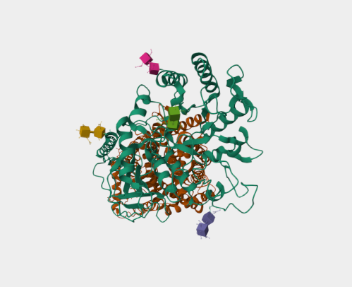 Anti-CD98 mAbs