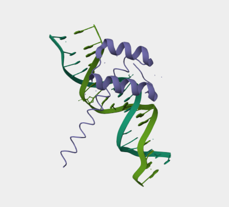 Anti-CDX2 mAbs