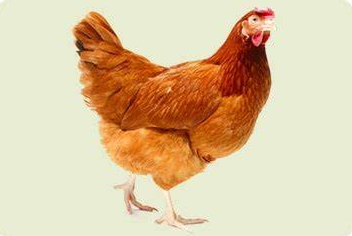 Anti-chicken IgY mAbs